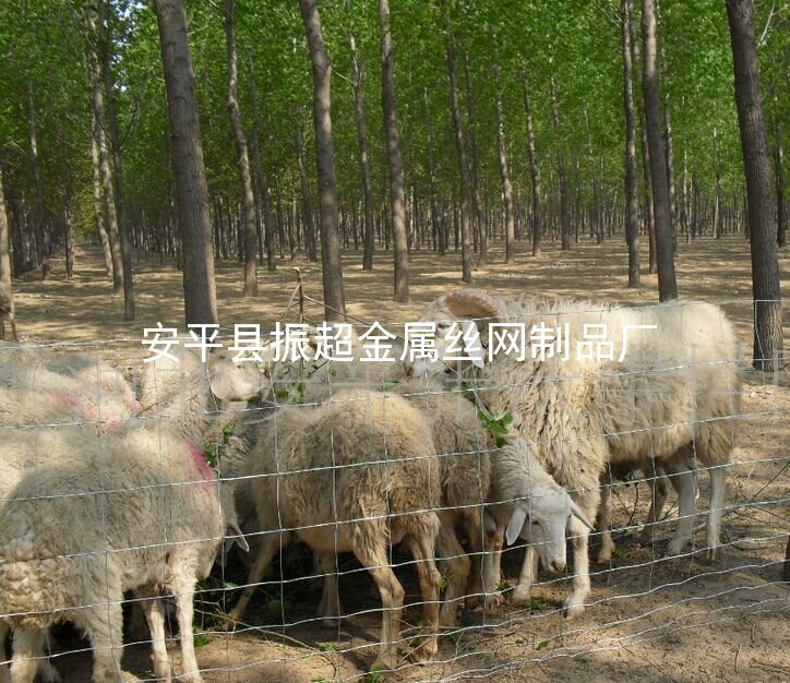 養(yǎng)殖防護(hù)網(wǎng) 養(yǎng)羊鐵絲網(wǎng)-http://www.chinajsh88.com