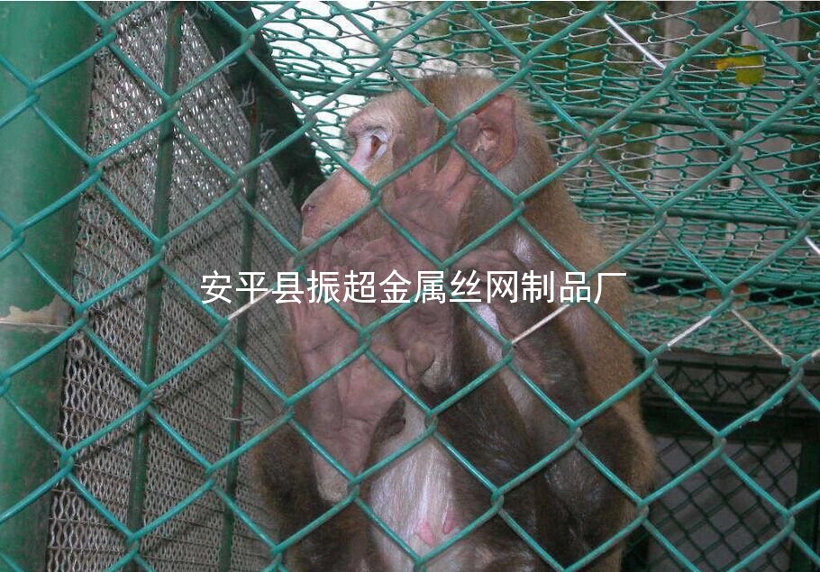 鐵絲網(wǎng) 鋼絲網(wǎng) 防護(hù)網(wǎng)-安平縣振超金屬絲網(wǎng)制品廠www.chinajsh88.com