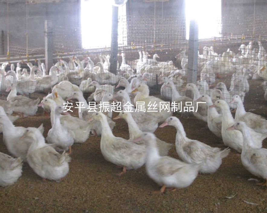 圈鴨鐵絲網，圈鴨圍擋-www.chinajsh88.com