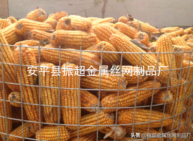 圈玉米-www.chinajsh88.com