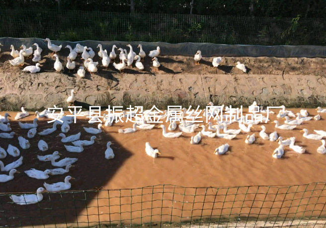 圈雞鴨圍欄圍網-www.chinajsh88.com