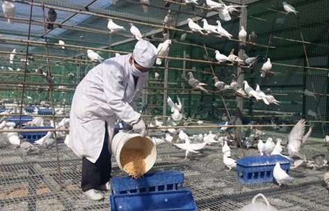 鴿子漏糞網-www.chinajsh88.com