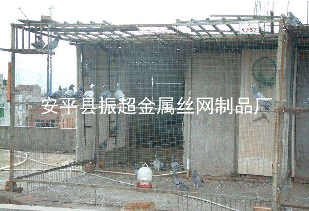 圈鴿子圍擋圍網,鴿子圍欄-www.chinajsh88.com